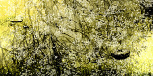 Kanjo TakÃ© - Giverny