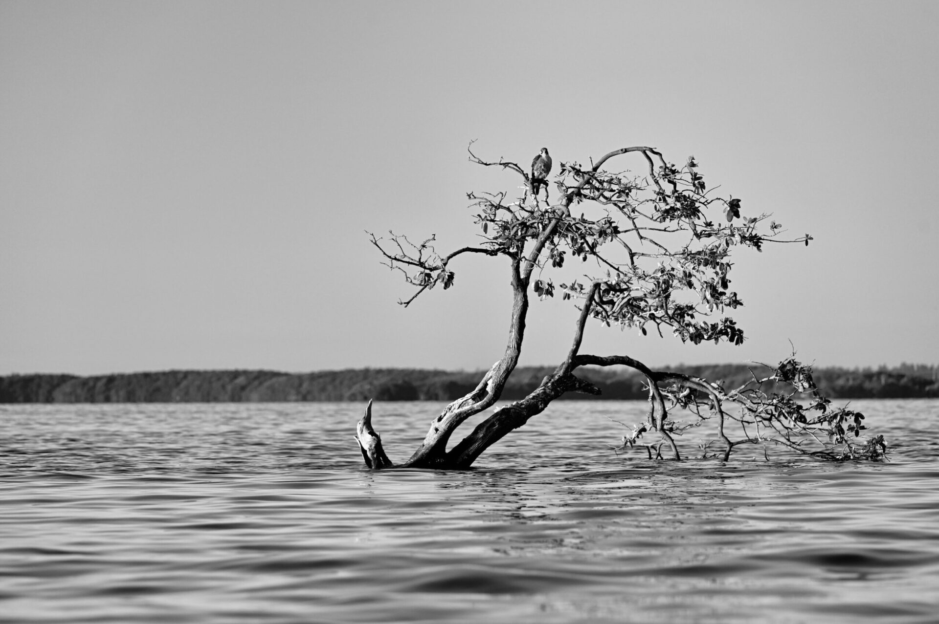 Floating trees II | GALERIA AZUR